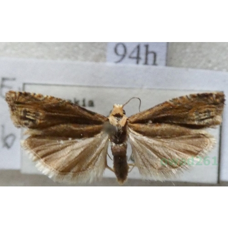 Eucosma balatonana (Osthelder, 1937) Slovakia94h